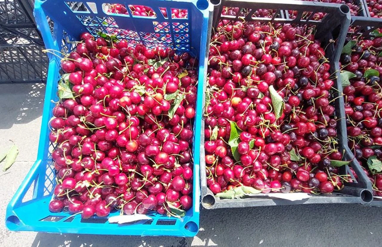 Tekirdağ kirazının kilo fiyatı belli oldu