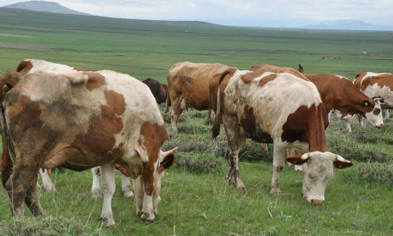 Uzmanlardan kurban seçimi uyarısı: Mutlaka danışın, pişman olmayın!