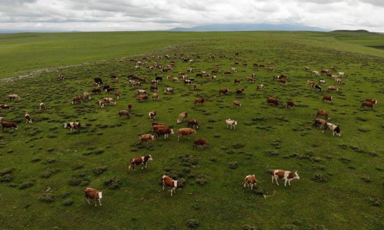 Uzmanlardan kurban seçimi uyarısı: Mutlaka danışın, pişman olmayın!