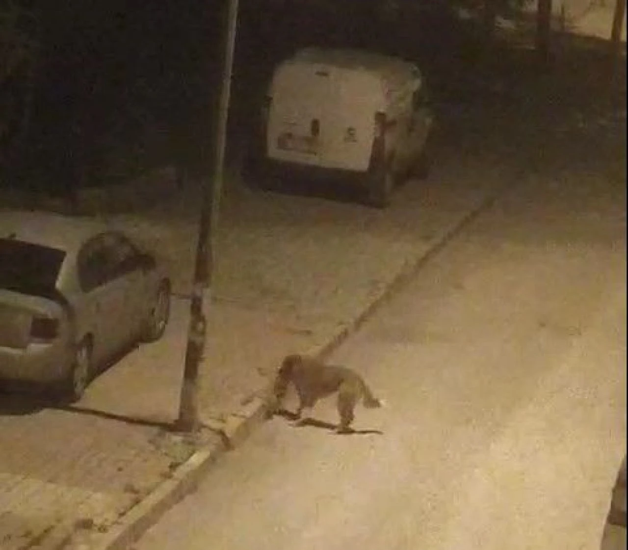 Dehşet anları kamerada: Başıboş köpekler kediyi parçalayarak öldürdü - 1. Resim