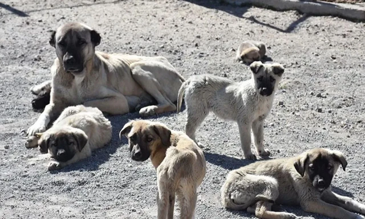 Dervişoğlu'dan sokak hayvanları için 4 formül önerisi: Topla, kısırlaştır, aşıla, koru - 1. Resim