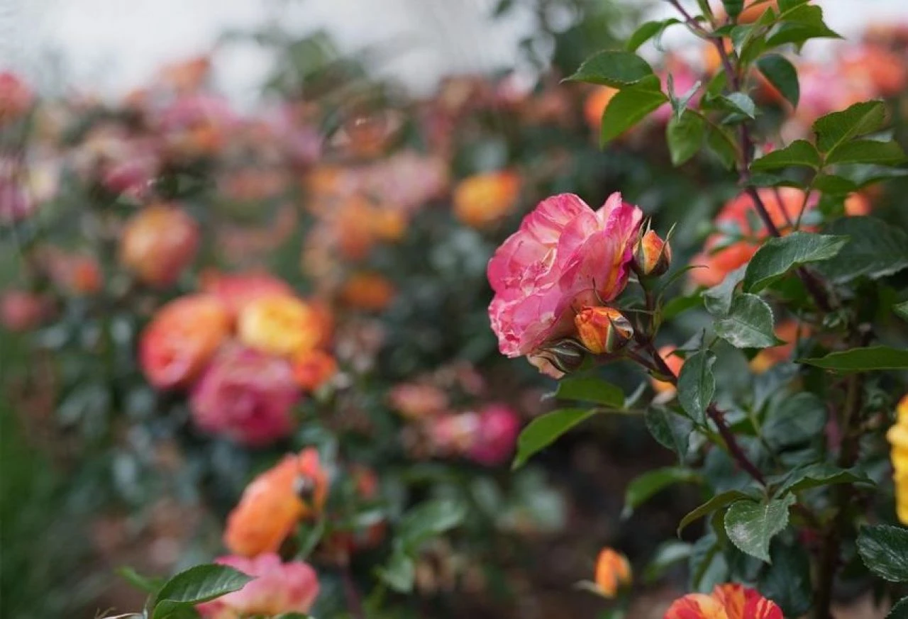 Şehir 190 farklı türden 50 bin gülle güzelleşti! Hem de çok... - 2. Resim