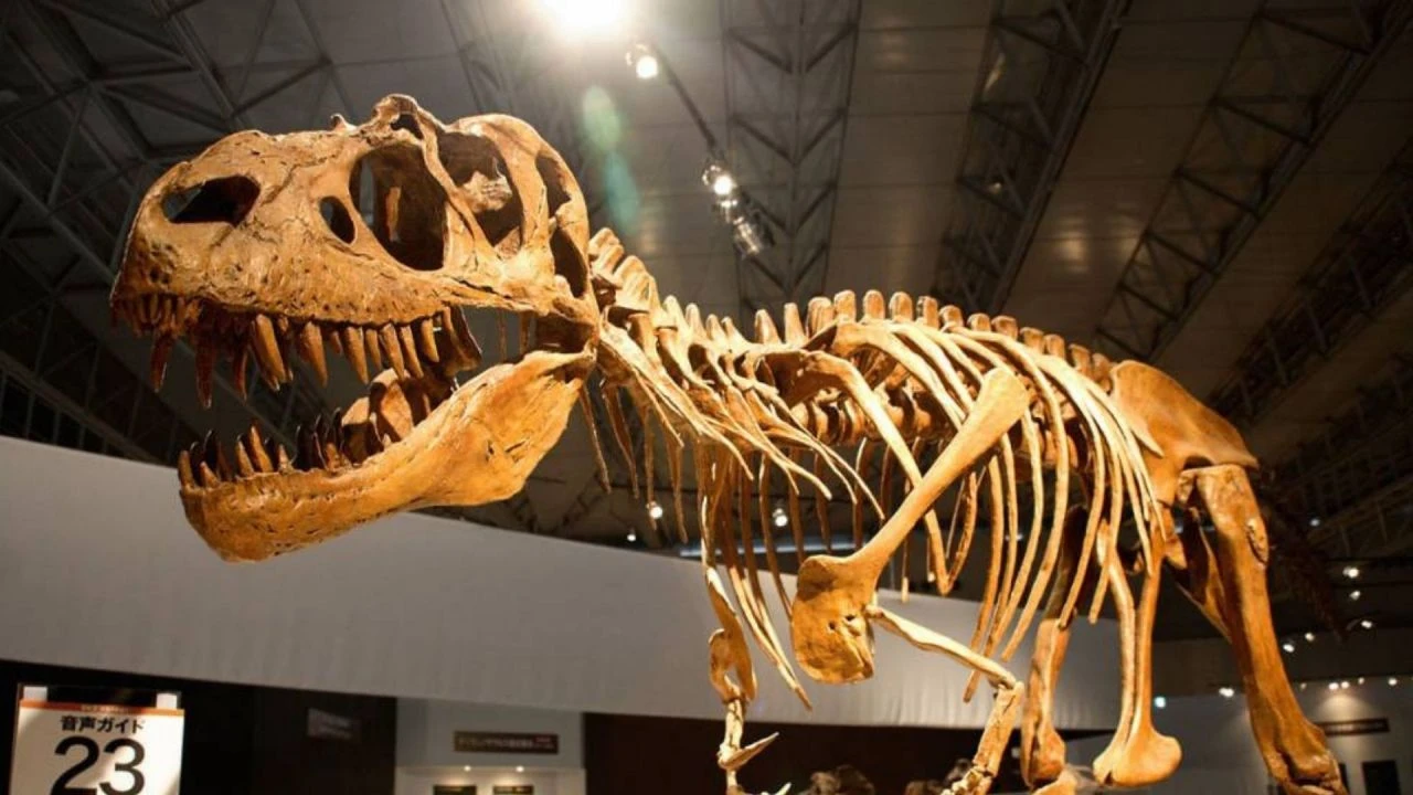 150 milyon yıllık dinozor (Stegosaurus) fosili dudak uçuklatan rakama satışa çıkarıldı! Fosili alan evine götürecek