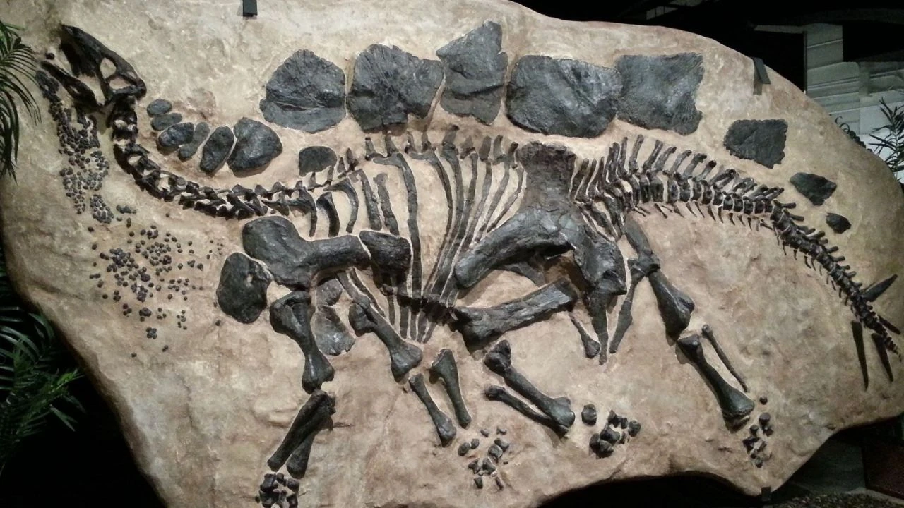150 milyon yıllık dinozor (Stegosaurus) fosili dudak uçuklatan rakama satışa çıkarıldı! Fosili alan evine götürecek
