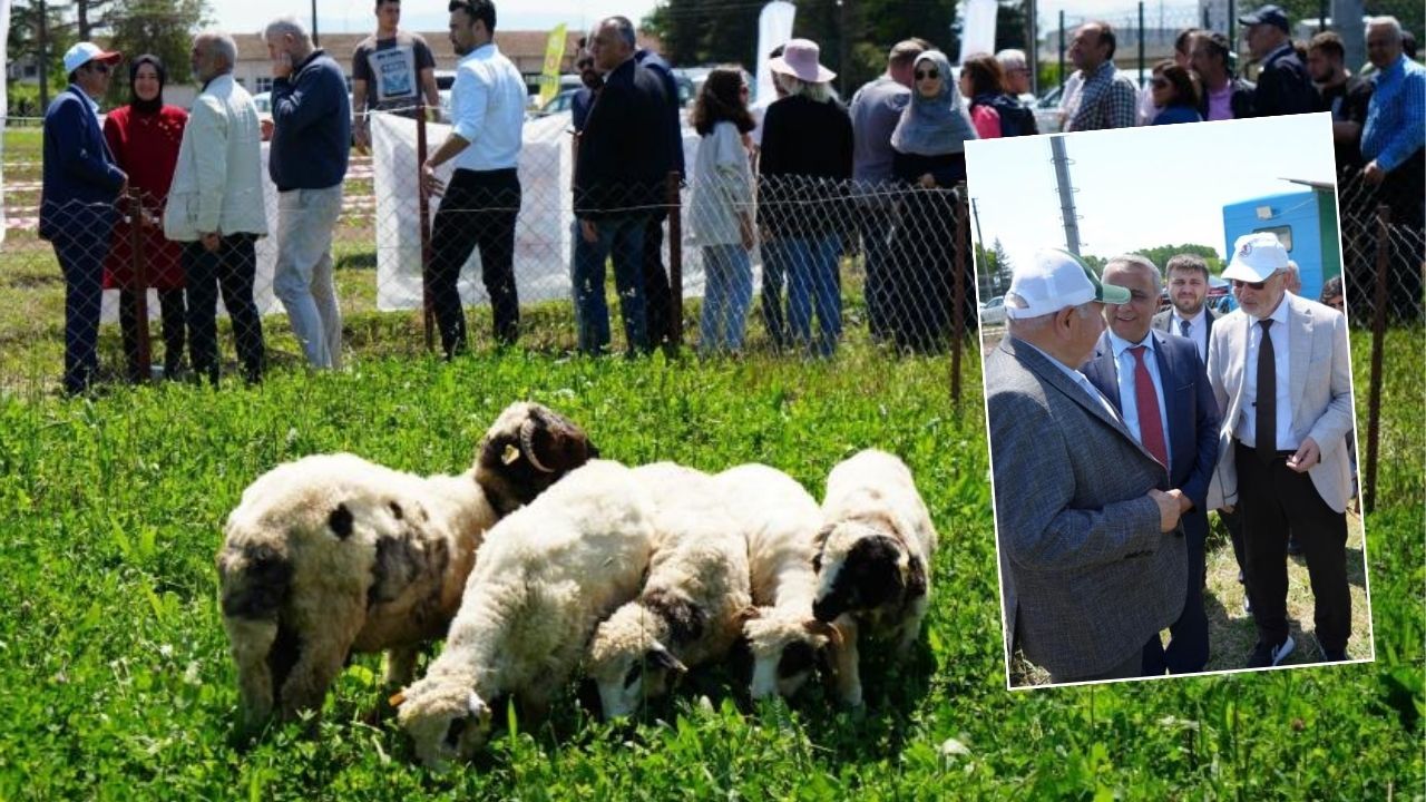 Canlı ağırlıkları artacak! Kuzu etinin fiyatını düşürecek projenin tanıtımı yapıldı