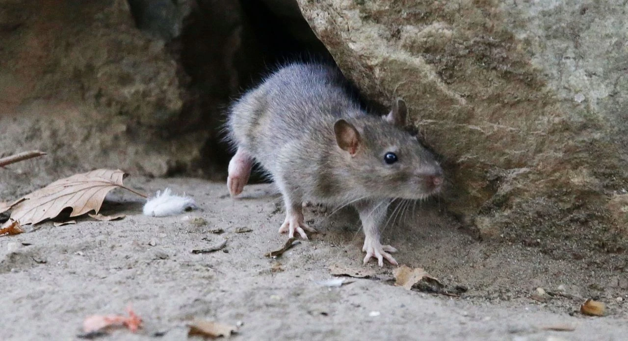 Ebola benzeri kanamalı hastalık paniği! Kemirgenlerden insanlara bulaşıyor