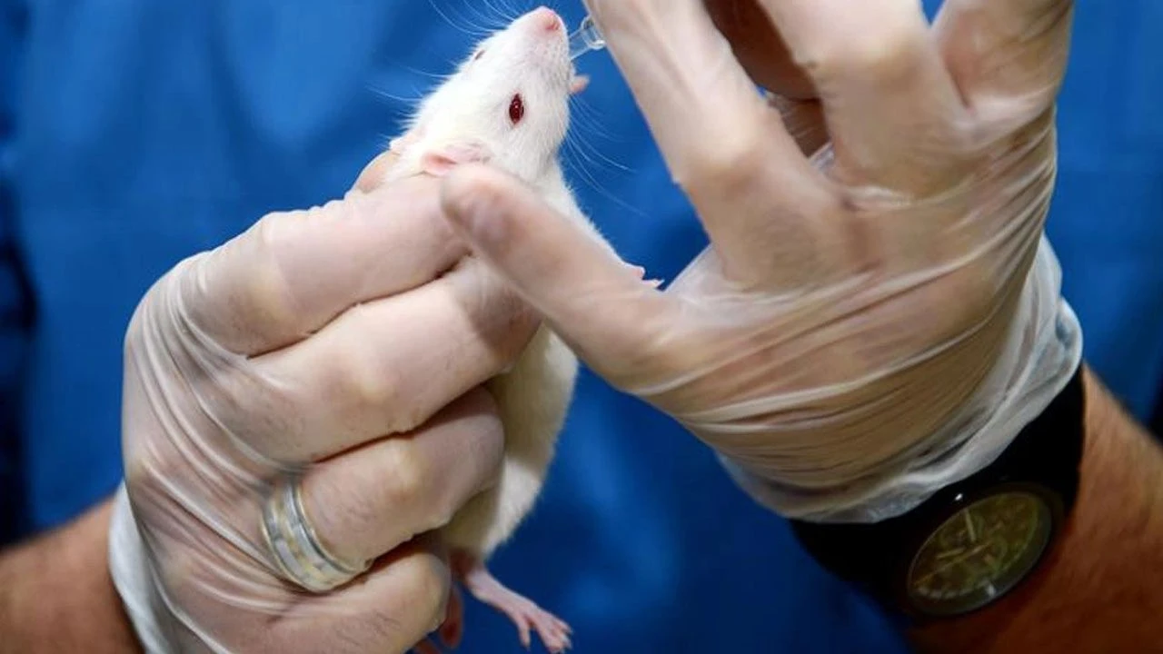 Ebola benzeri kanamalı hastalık paniği! Kemirgenlerden insanlara bulaşıyor