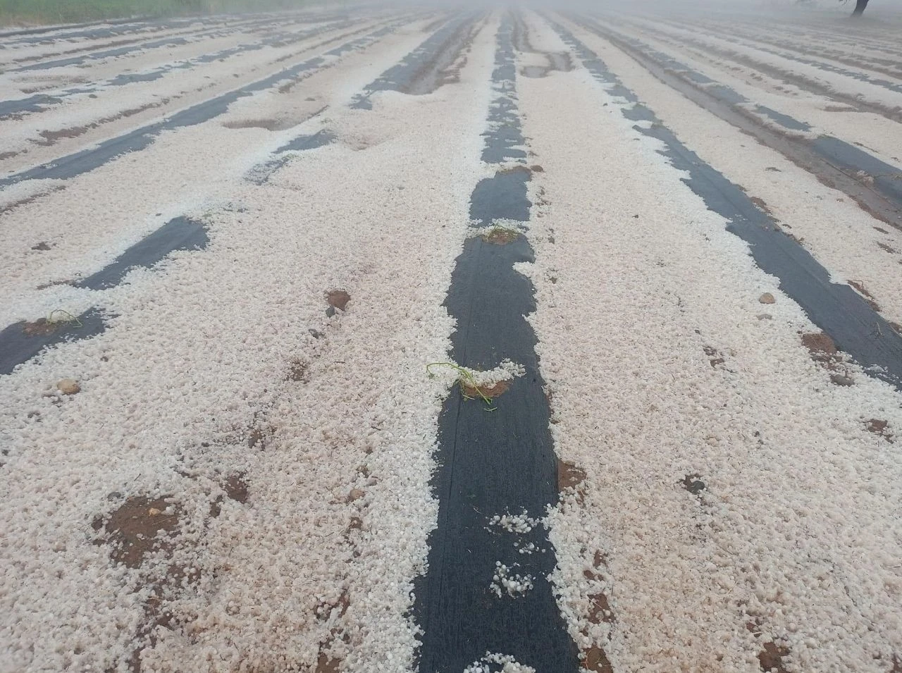 Ekili araziler beyaza büründü! Denizli'de şaşırtan görüntüler - 1. Resim