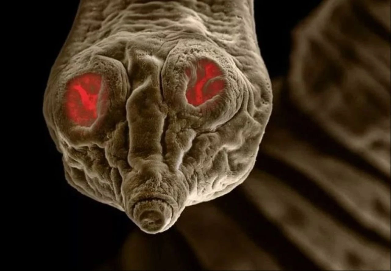 Hayvan sahiplerini bekleyen büyük tehlike! Evinizde canavar olabilir: İnsanlara da bulaşıyor