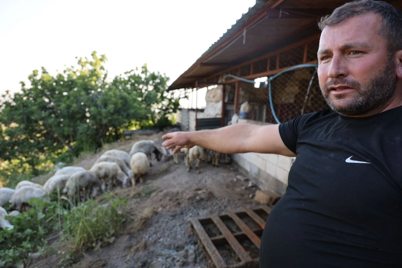 Başıboş köpekler dehşet saçtı: 300 hayvanı telef ettiler - 1. Resim
