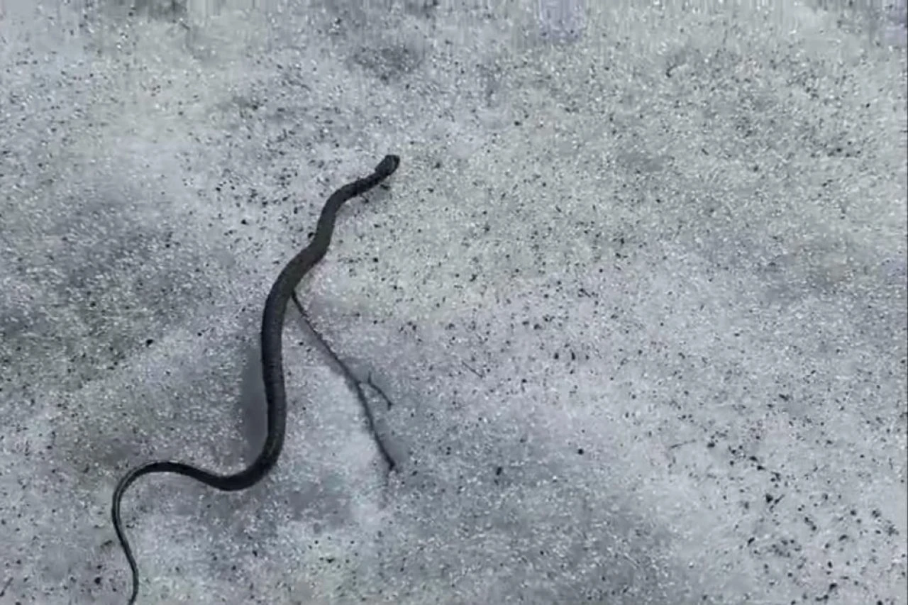 Bu yılan diğerlerinden farklı hemen öldürüyor! Görenler neye uğradığını şaşırdı... - 2. Resim