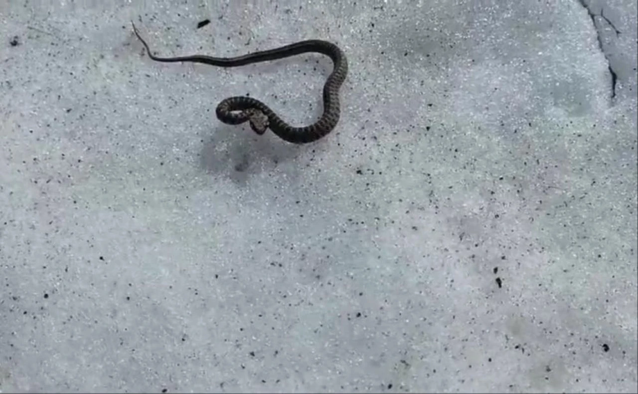 Bu yılan diğerlerinden farklı hemen öldürüyor! Görenler neye uğradığını şaşırdı... - 3. Resim