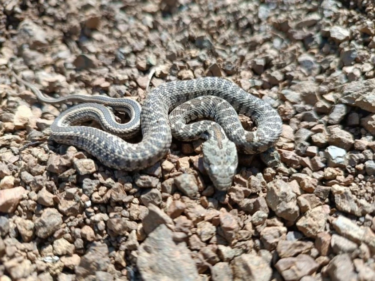 Bu yılan diğerlerinden farklı hemen öldürüyor! Görenler neye uğradığını şaşırdı... - 4. Resim