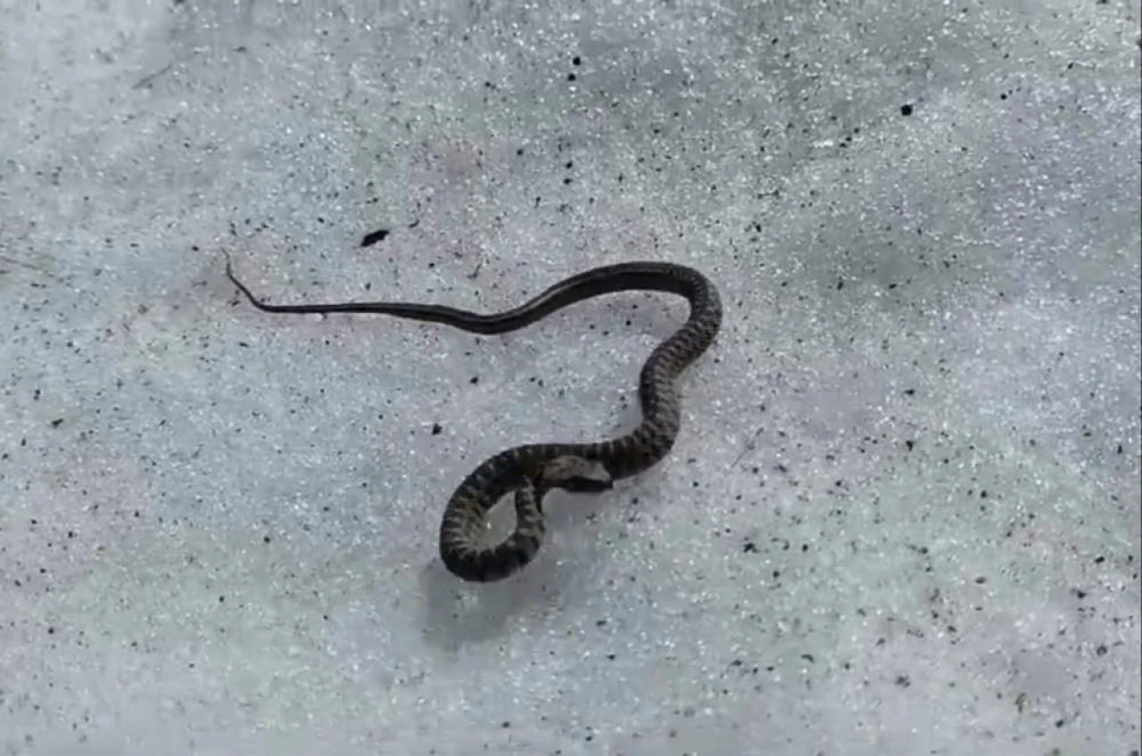 Bu yılan diğerlerinden farklı hemen öldürüyor! Görenler neye uğradığını şaşırdı... - 1. Resim