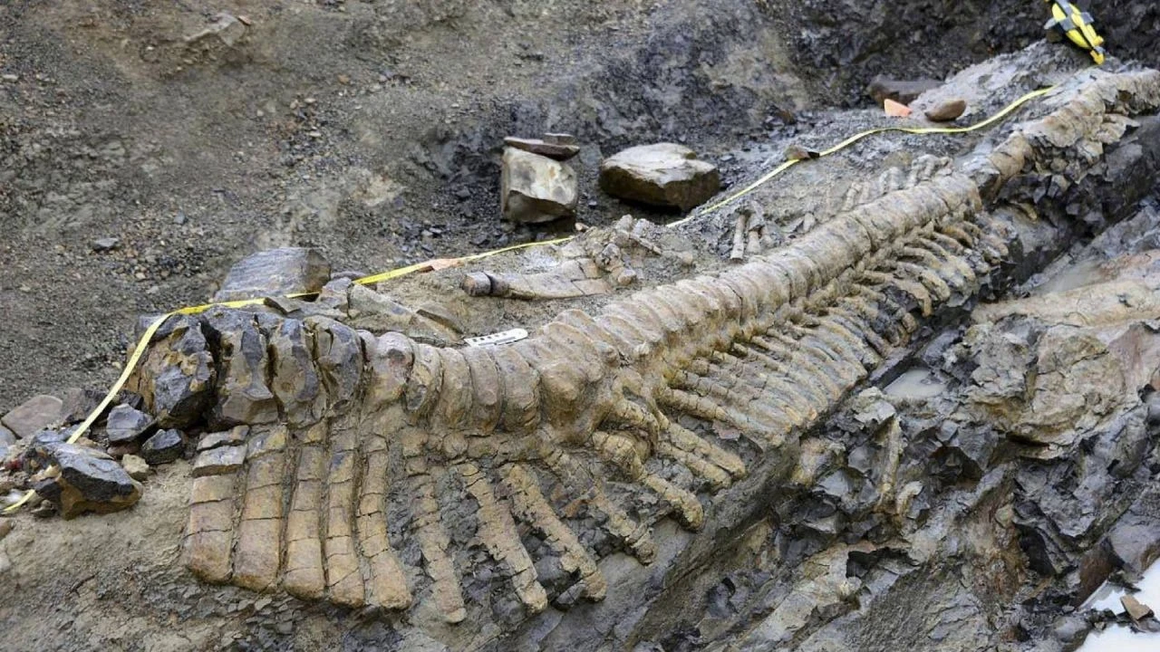 Kayaya gömülü dinozor fosili bulundu! 210 milyon yıl öncesine ait çıktı