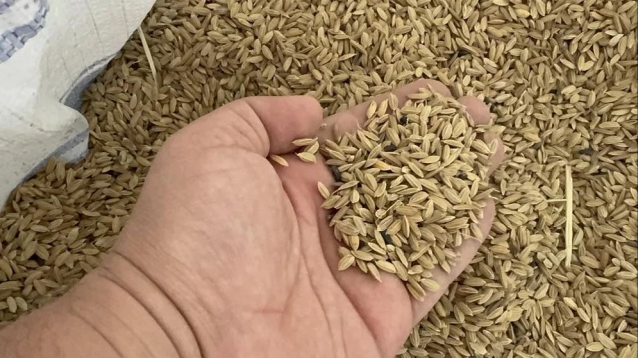 Siyah pirincin faydaları saymakla bitmiyor! - 2. Resim