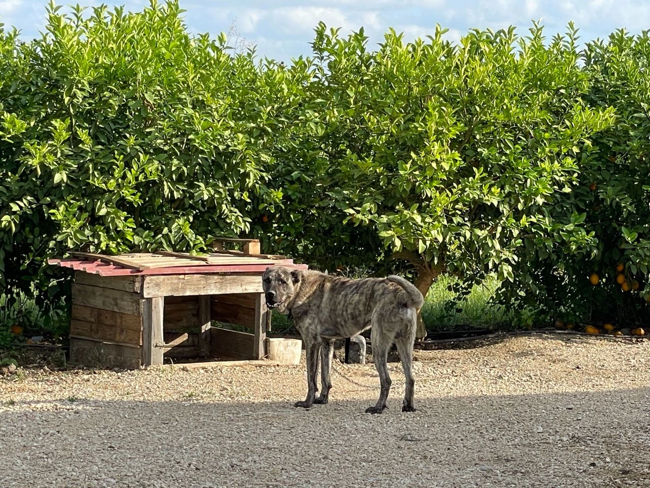 Kurban Bayramı öncesi 650 bin TL zarar! Kangal köpekleri uyutup koyunları çaldılar