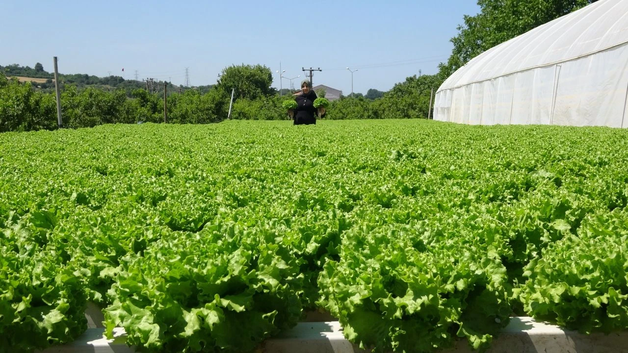 Çiftçi kadın tarımda yeniliğe imza attı! Topraksız 26 günde salatalık, 30 günde marul üretti