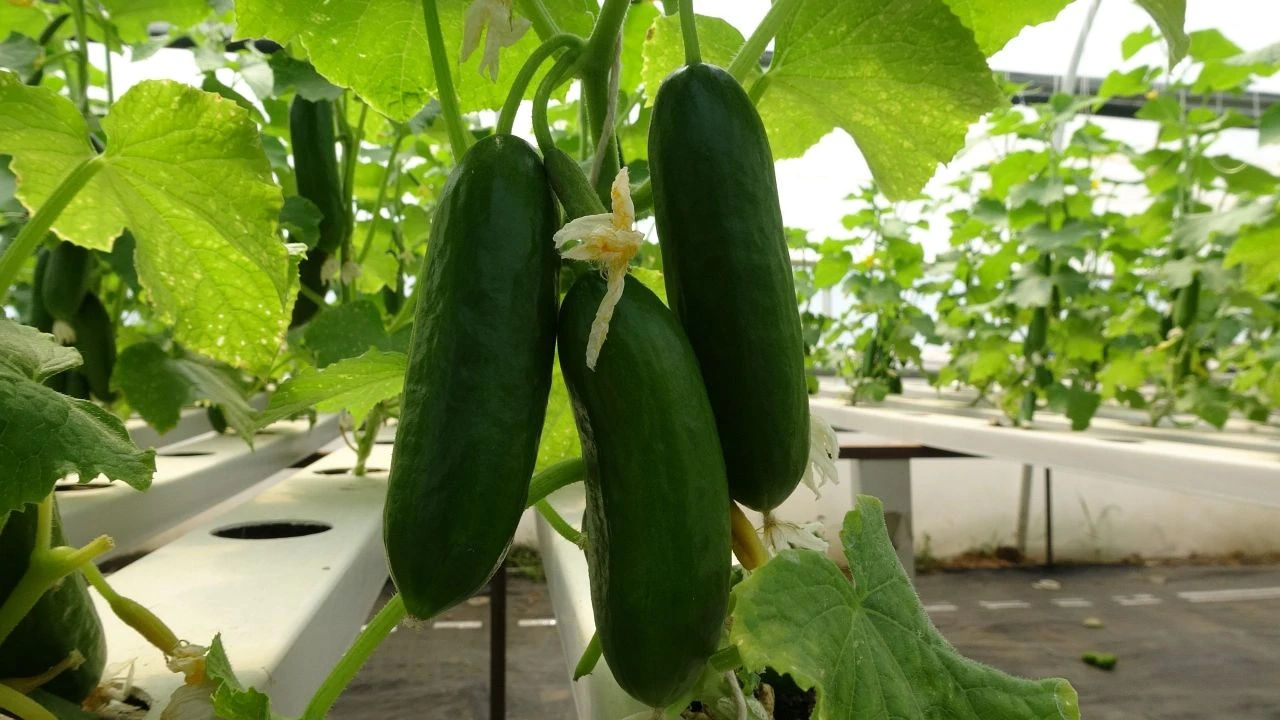 Çiftçi kadın tarımda yeniliğe imza attı! Topraksız 26 günde salatalık, 30 günde marul üretti