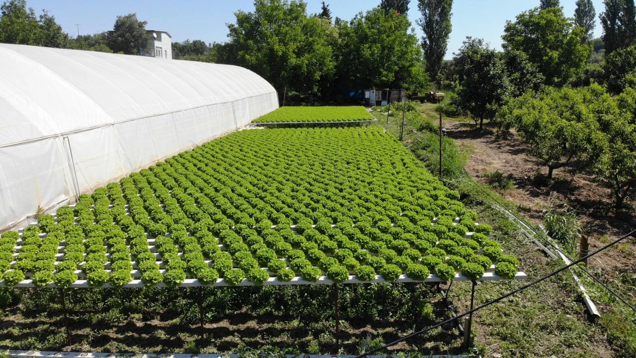 Çiftçi kadın tarımda yeniliğe imza attı! Topraksız 26 günde salatalık, 30 günde marul üretti