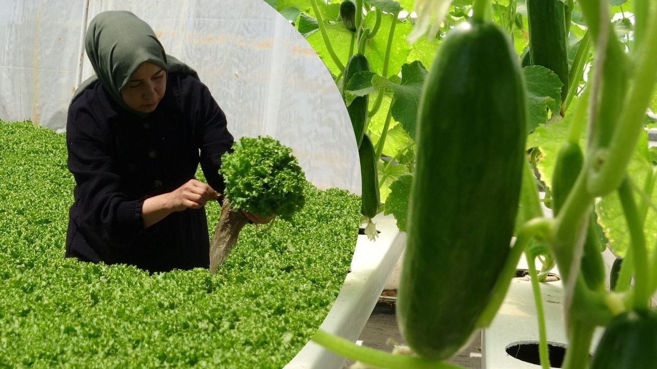 Çiftçi kadın tarımda yeniliğe imza attı! Topraksız 26 günde salatalık, 30 günde marul üretti - Yaşam