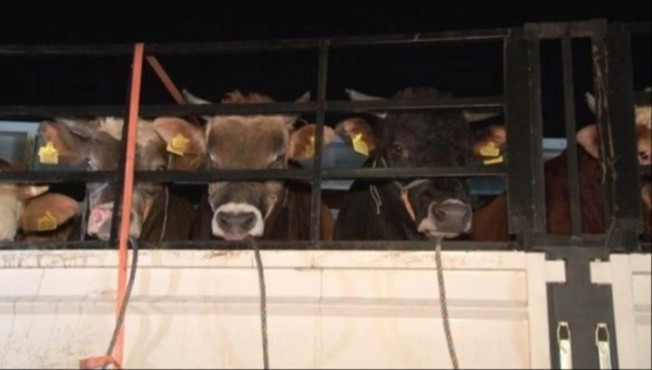 Kurban Bayramı'na günler kala beklenen girişler başladı