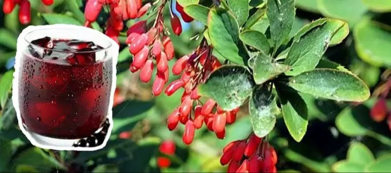Rusların yaşam iksiri bulundu! Hoşafı yapılıyor doğal antikor deposu - 4. Resim