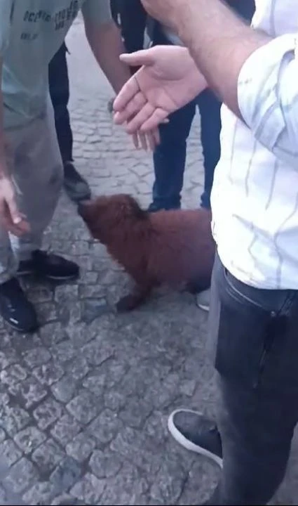 Küçükçekmece'de enkazdan 12 saat sonra köpek kurtarıldı - 2. Resim