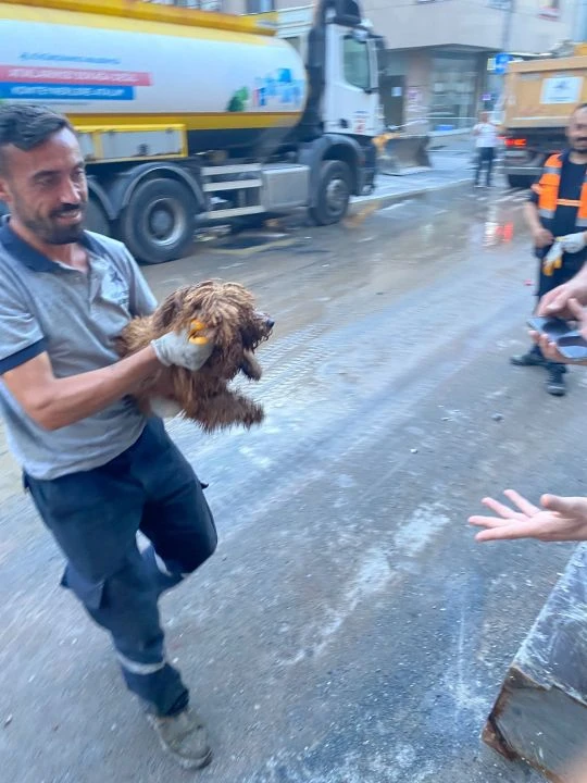 Küçükçekmece'de enkazdan 12 saat sonra köpek kurtarıldı - 1. Resim