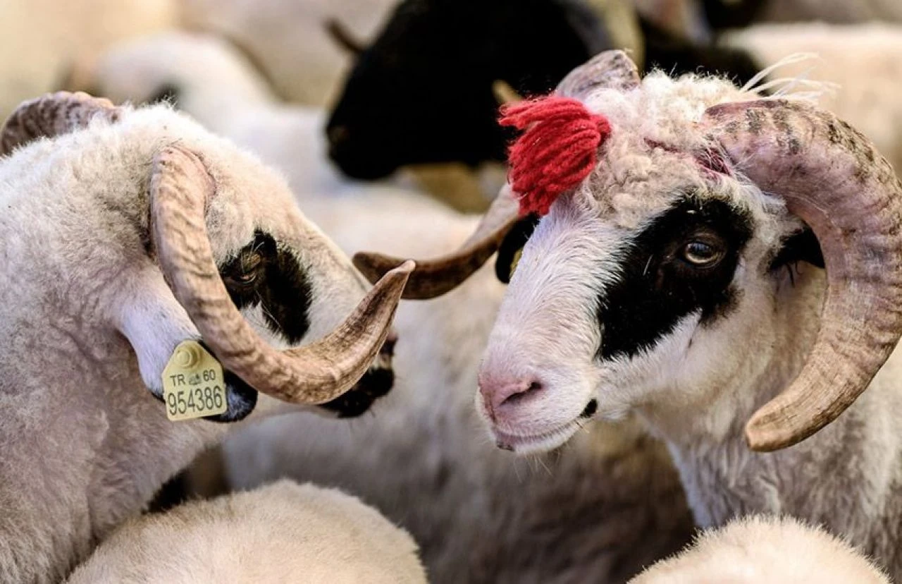 Kurbanlık alırken dikkat edilmesi gereken detaylar: Bu türlerden uzak durun!