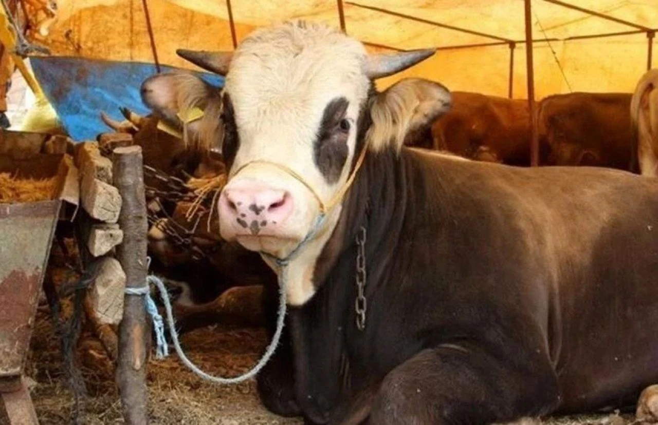 Kurbanlık alırken dikkat edilmesi gereken detaylar: Bu türlerden uzak durun!