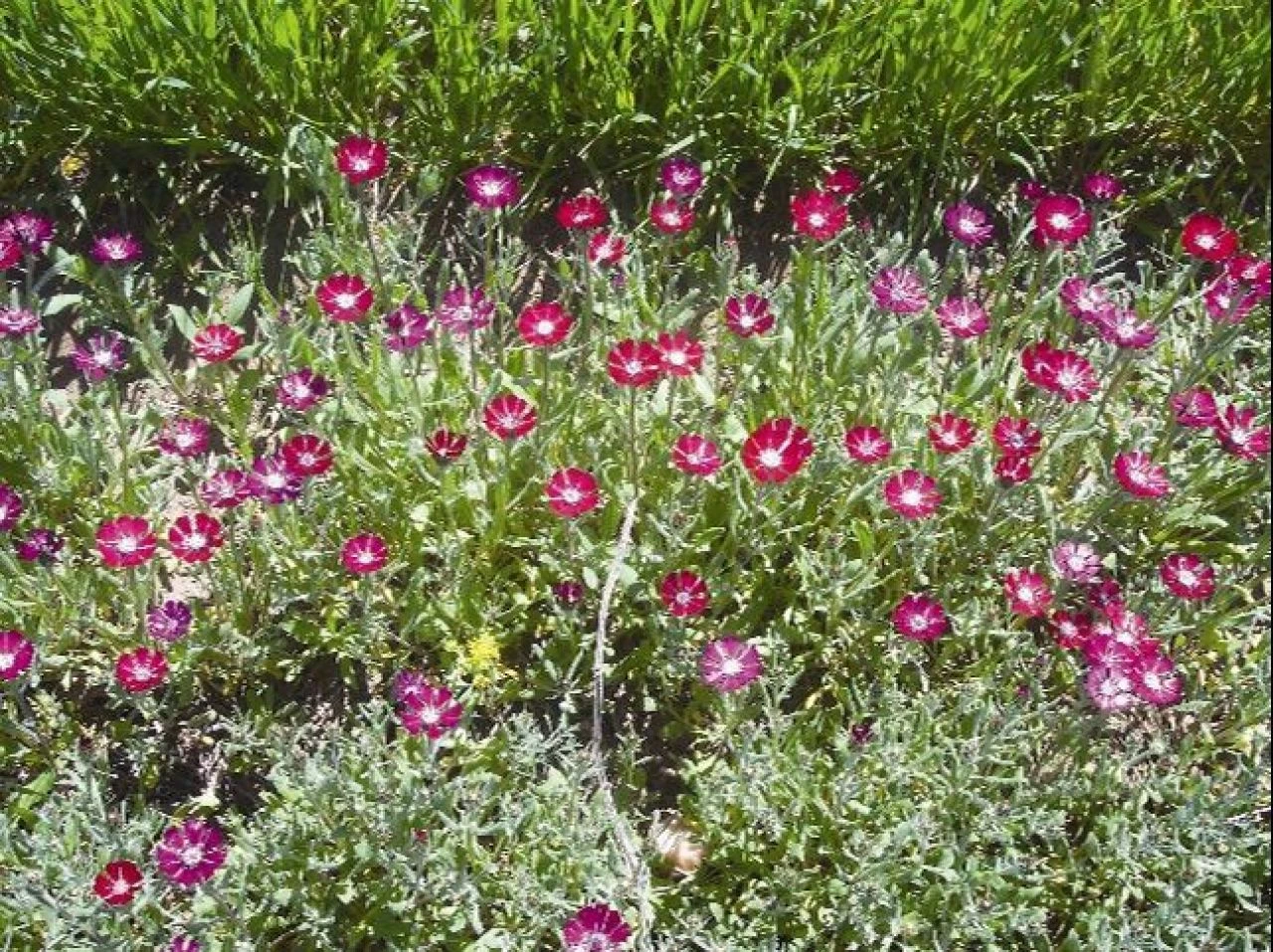 Sevgi Çiçeği sadece Türkiye'de Ankara'nın Gölbaşı ilçesinde yetişir - 2. Resim