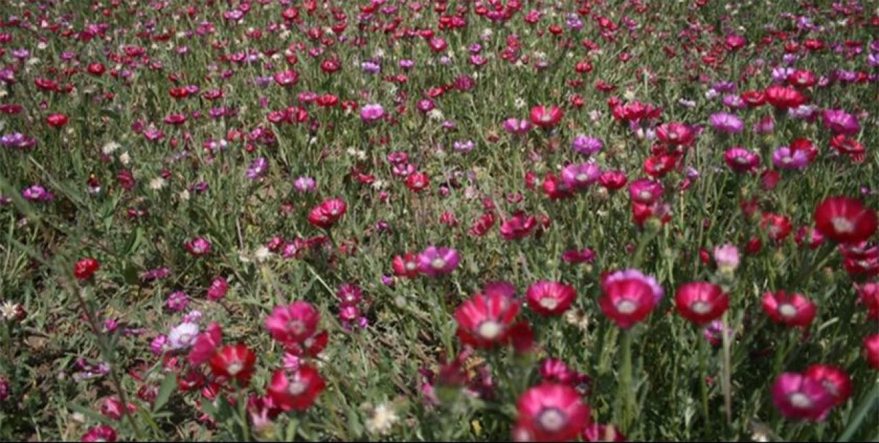 Sevgi Çiçeği sadece Türkiye'de Ankara'nın <a href=