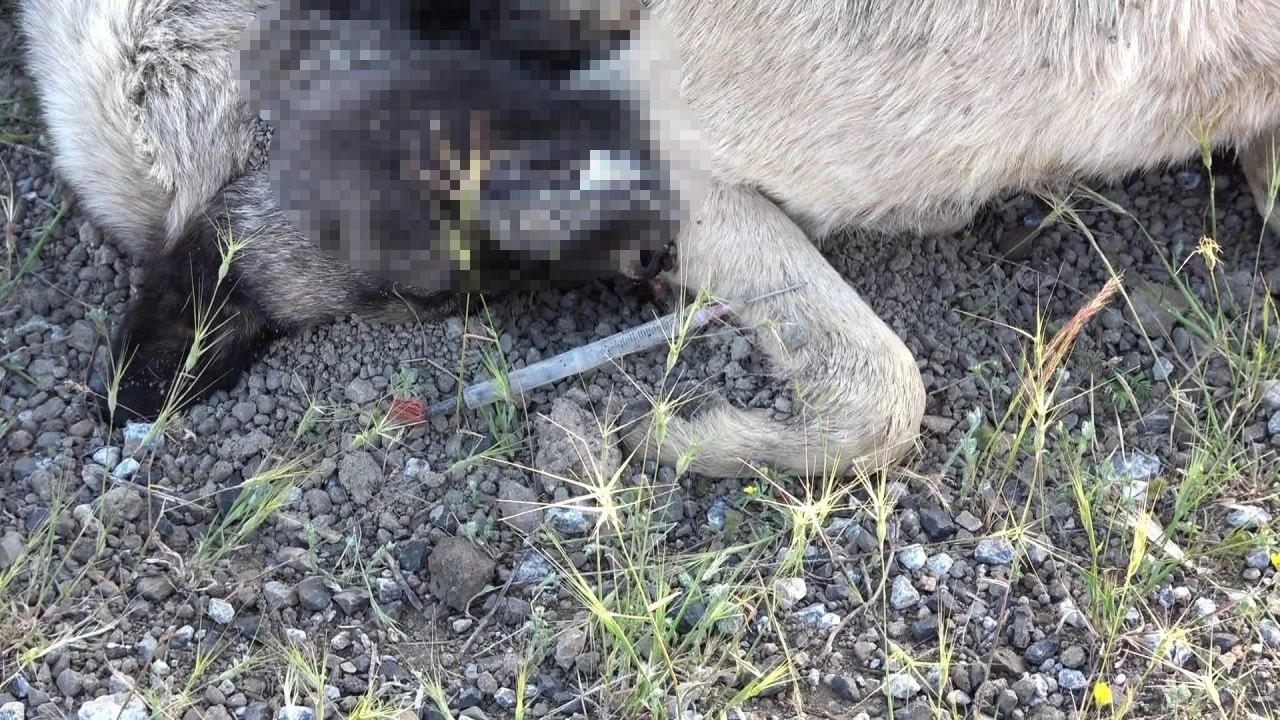 Sokak köpeklerine kimyasal şırıngayla vahşet! Belediye başkanı konuştu - 3. Resim