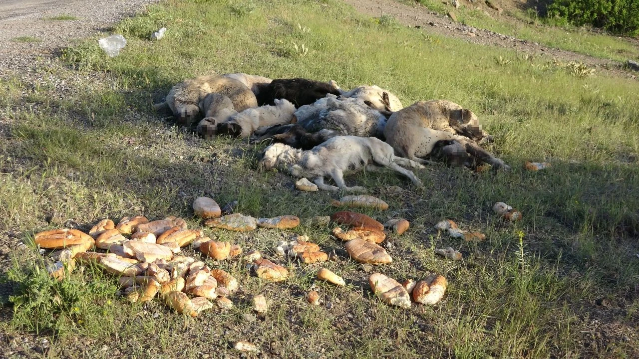 Sokak köpeklerine kimyasal şırıngayla vahşet! Belediye başkanı konuştu