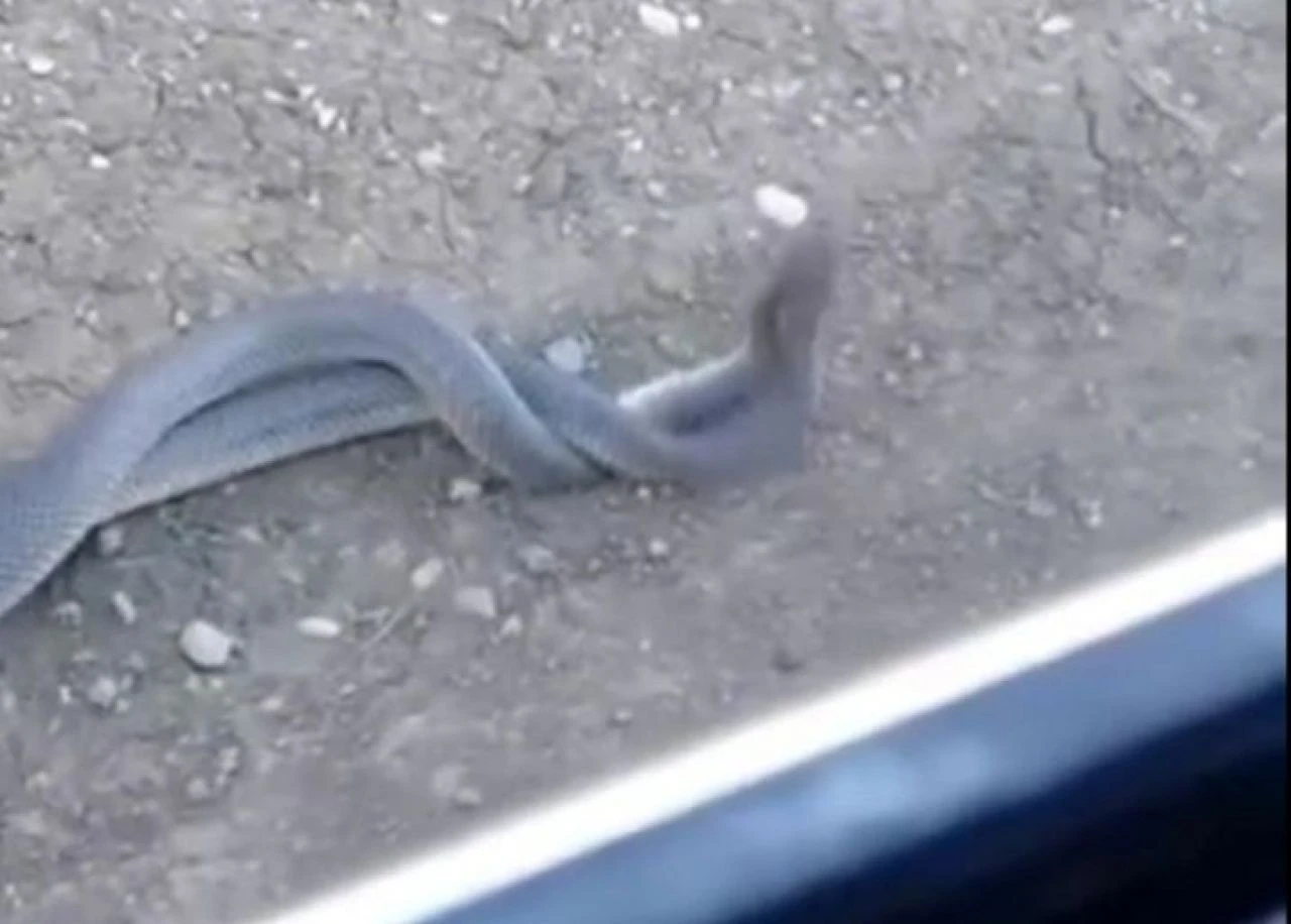 Kahramanmaraş Göksun yılan dansı görüntüleri