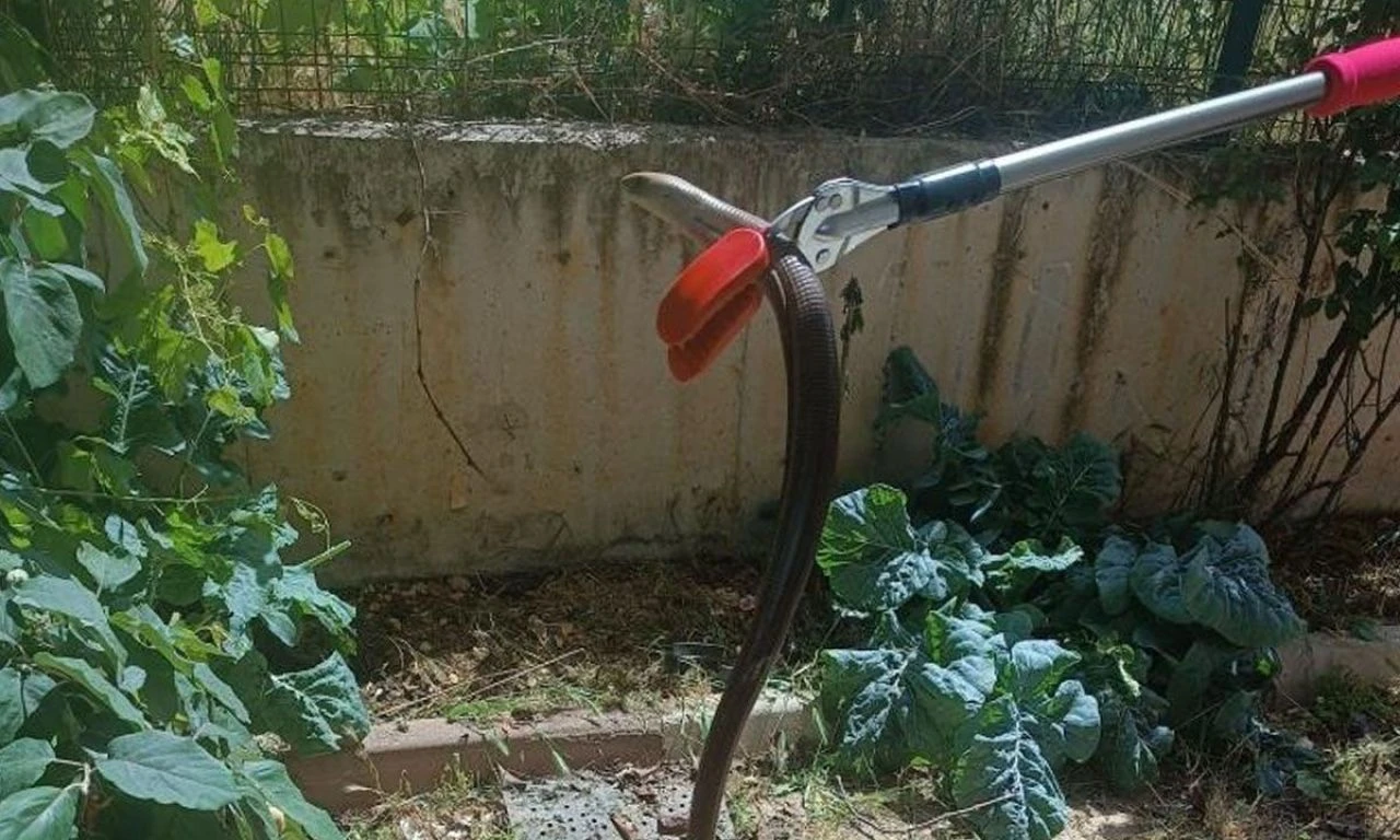 Anne babalar dikkat! Okul bahçesinde görüldü: Çocuklarınızı mutlaka uyarın