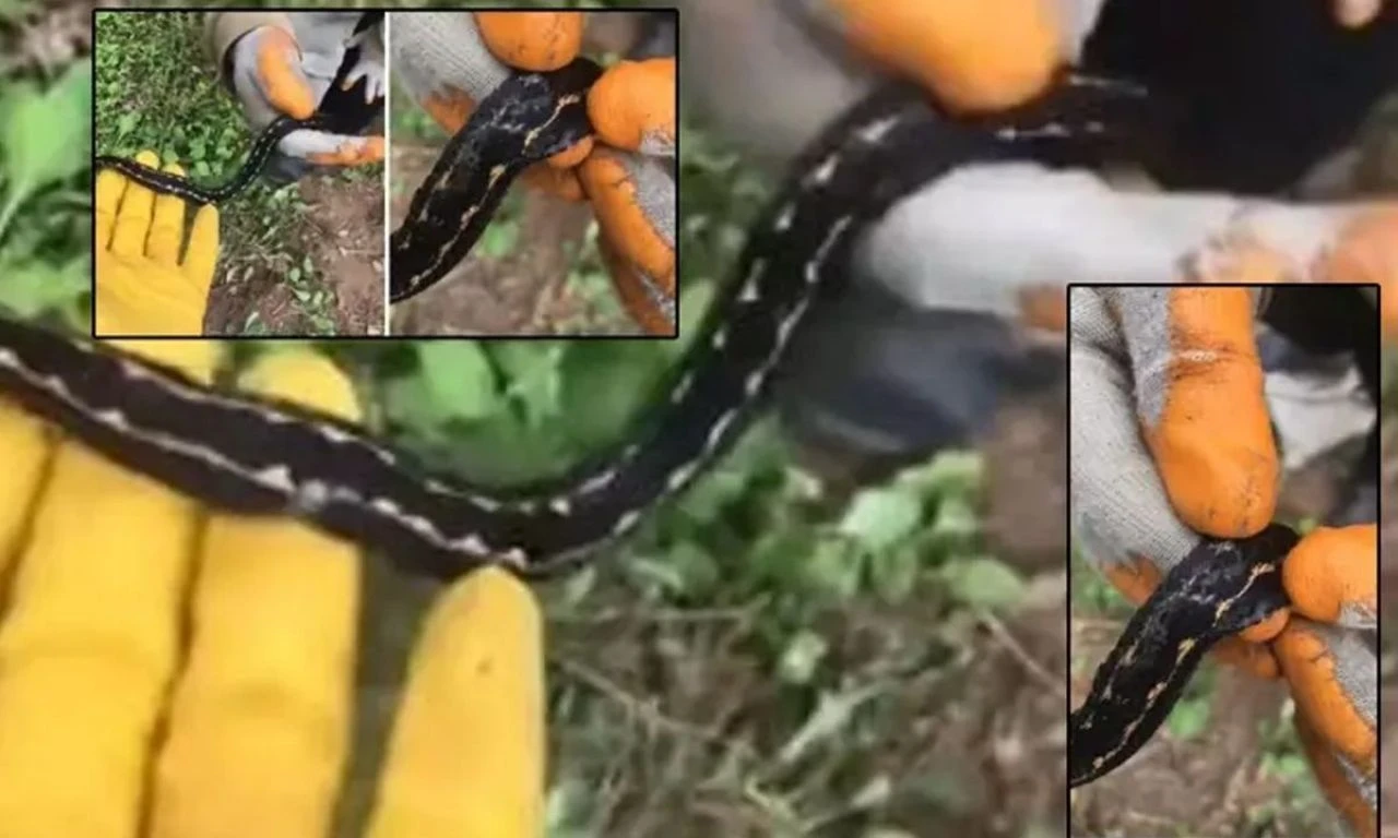 Bahçede üzerine bastı, sonu oldu! Yaşlı kadının kahreden ölümü - 1. Resim