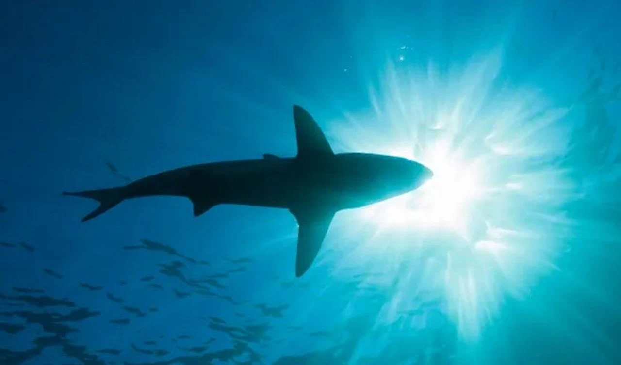 Denizde dehşet! Ortalık kan gölüne döndü, plajlar kapatıldı - 1. Resim