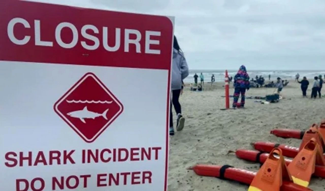 Denizde dehşet! Ortalık kan gölüne döndü, plajlar kapatıldı - 2. Resim