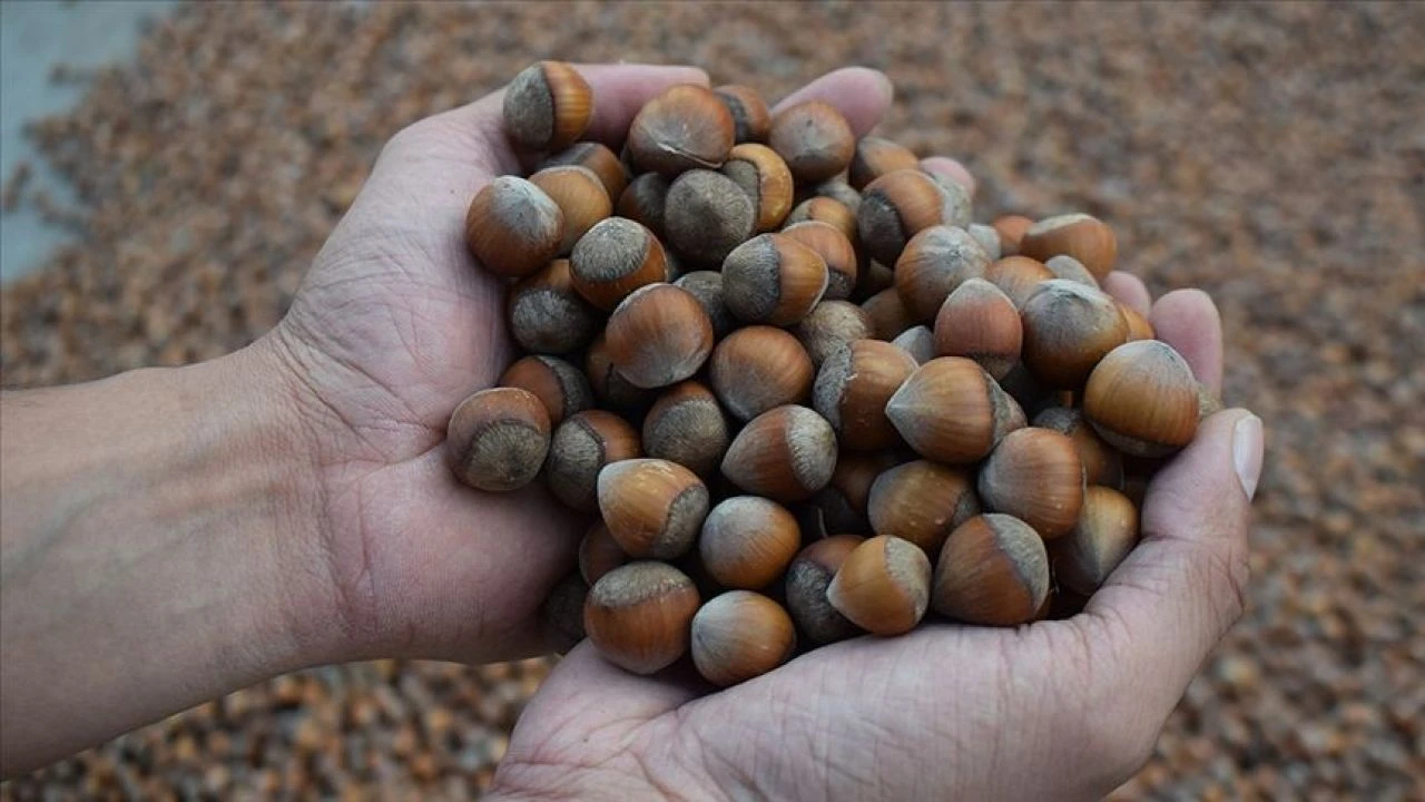 Fındık alım fiyatları 2024 yılında henüz açıklanmadı