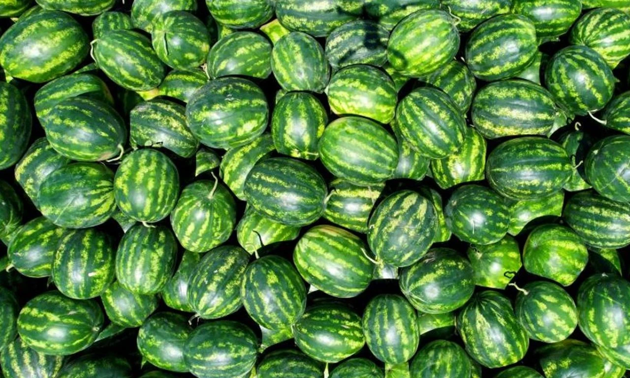 Tescilli Adana karpuzunun hasadı devam ediyor! Fiyatlar yarı yarıya düştü