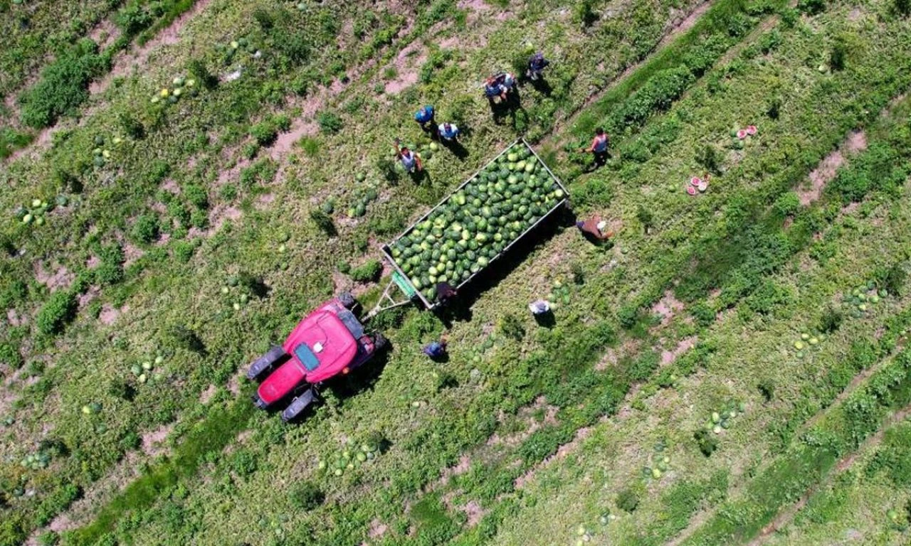 Tescilli Adana karpuzunun hasadı devam ediyor! Fiyatlar yarı yarıya düştü