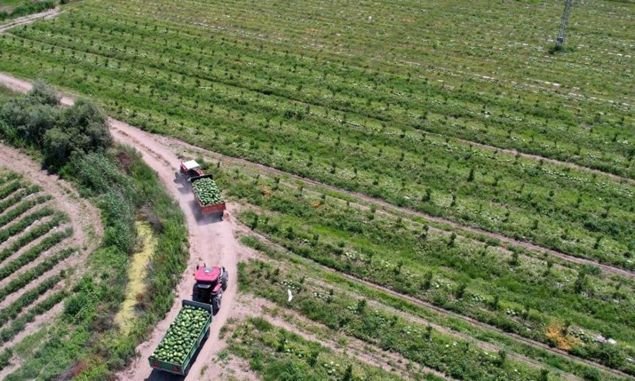 Tescilli Adana karpuzunun hasadı devam ediyor! Fiyatlar yarı yarıya düştü