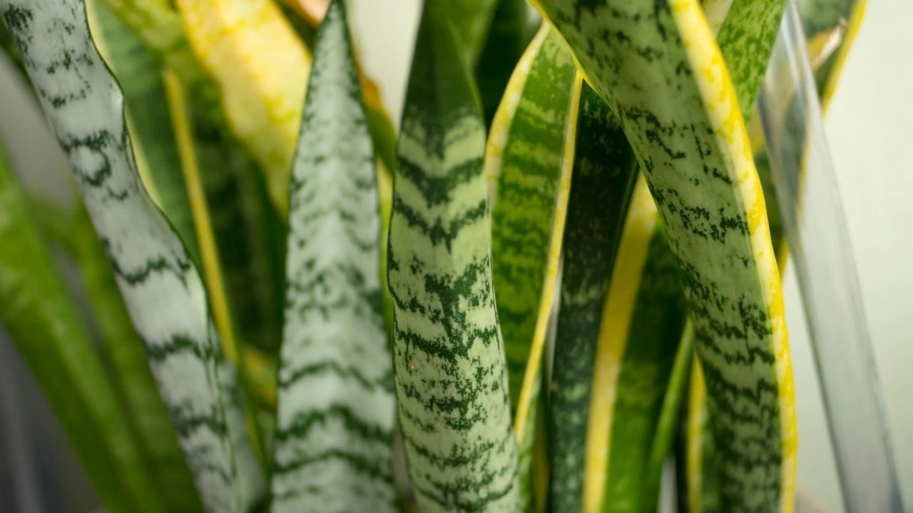 Evde bulunan 'ölüm aletlerine' dikkat: Airfryer, bebek kamerası ve ekran ışığı! Virüsten daha tehlikeli