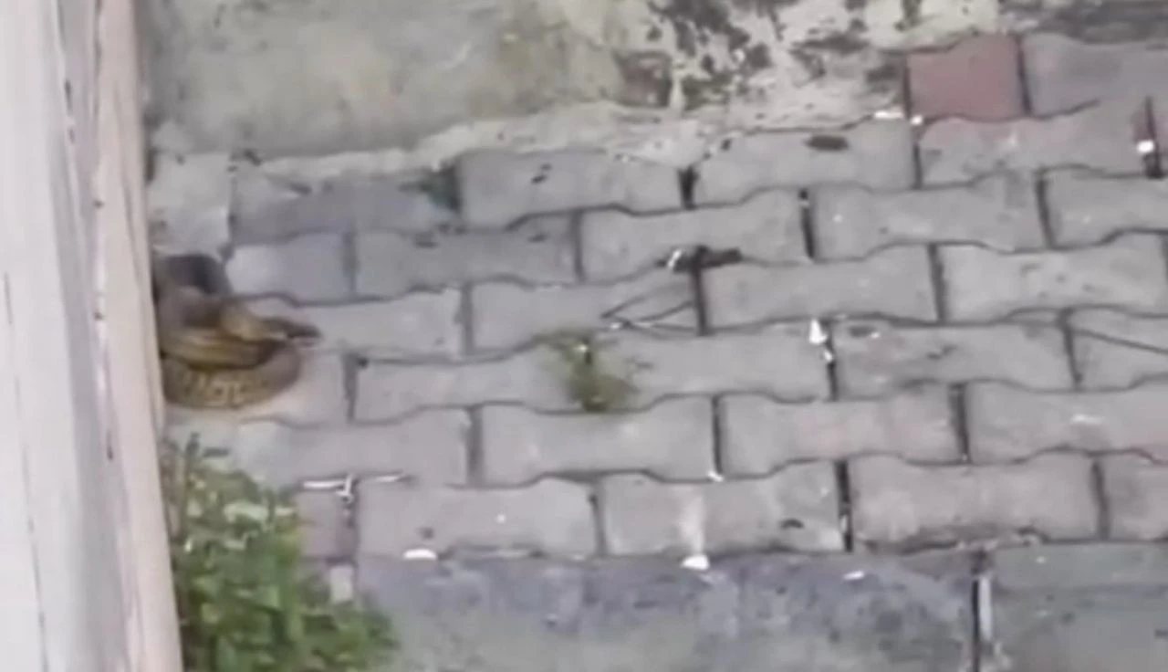 Amazon değil, Kağıthane! 1.5 metrelik yılanın görüntüsü şoke etti - 1. Resim