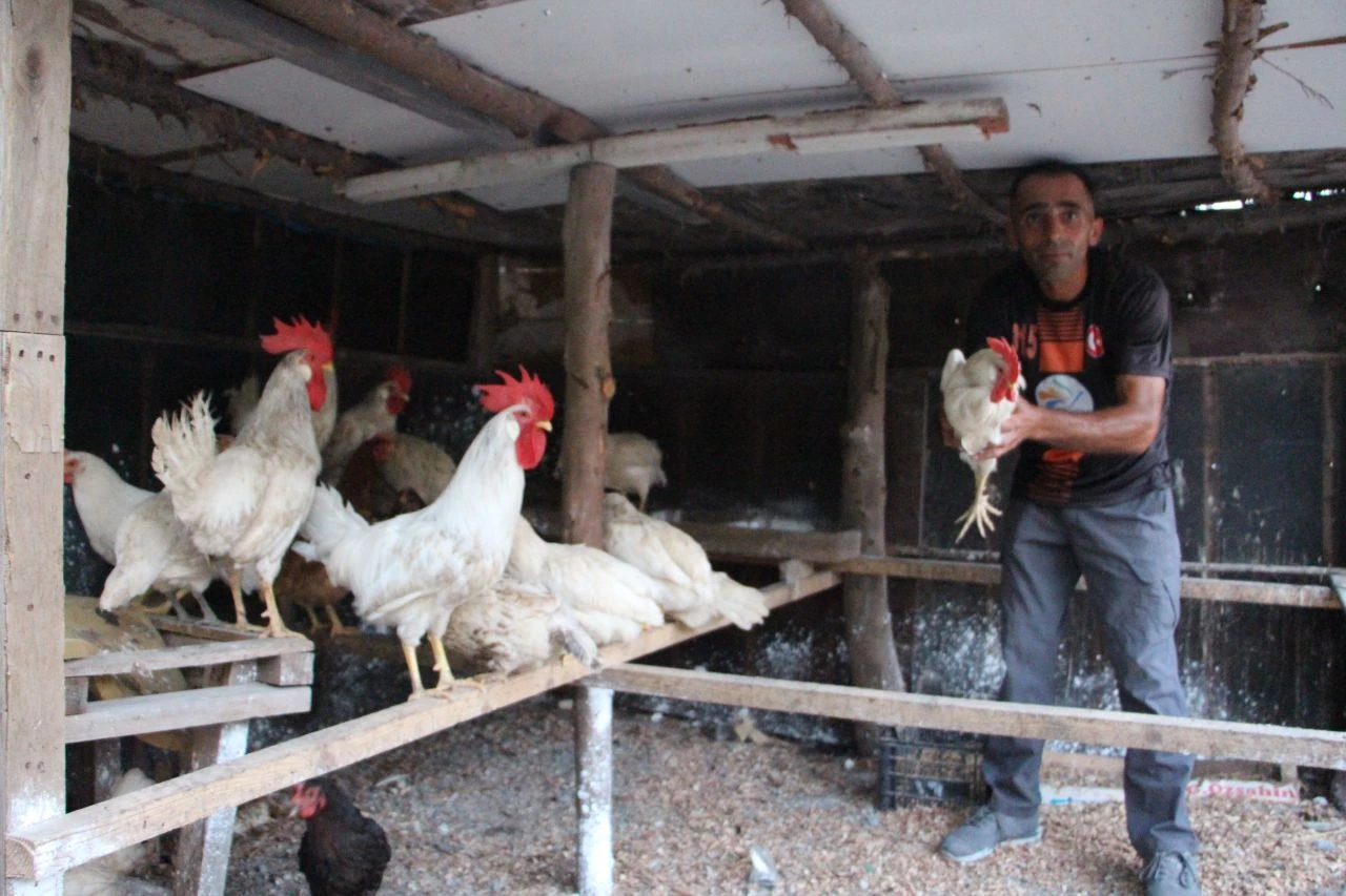Başıboş sokak köpekleri onlarca kümes hayvanını telef etti!  'Horozum benim çocuğumdu' - 1. Resim