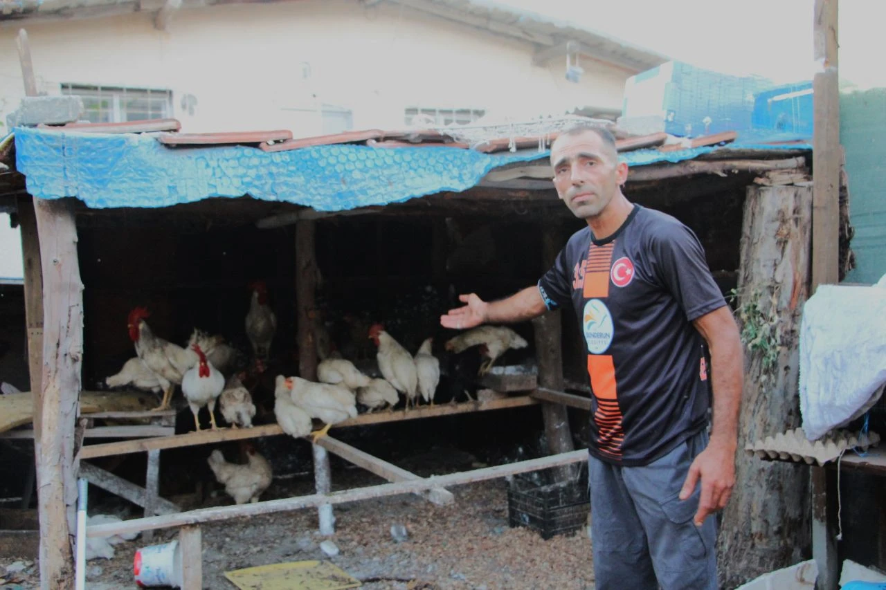 Başıboş sokak köpekleri onlarca kümes hayvanını telef etti!  'Horozum benim çocuğumdu' - 2. Resim