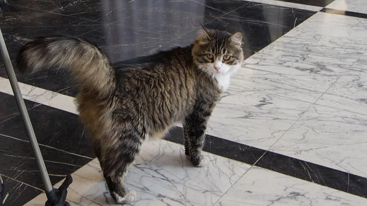 CHP'de Şero'ya arkadaş geldi! Özgür Özel doğduğu günün anısına özel isim verdi