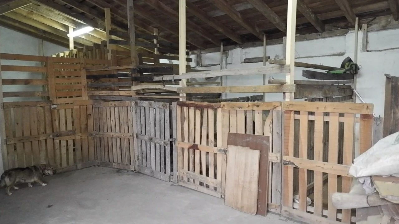 Kedi ve köpekleri için müstakil ev kiraladılar! Hepsinin ayrı odası var